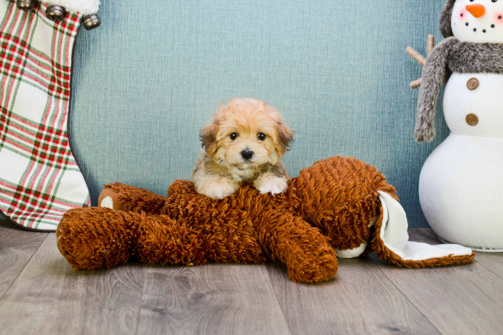 Energetic Yorkie Designer Puppy