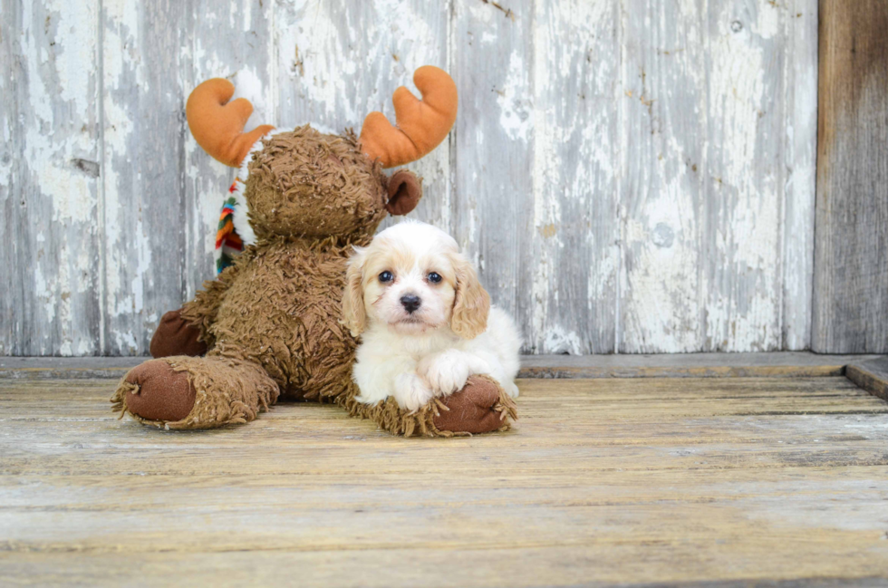 Happy Cavachon Baby