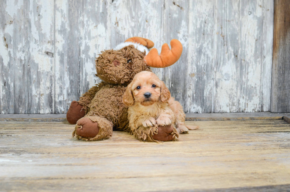 Cavapoo Puppy for Adoption