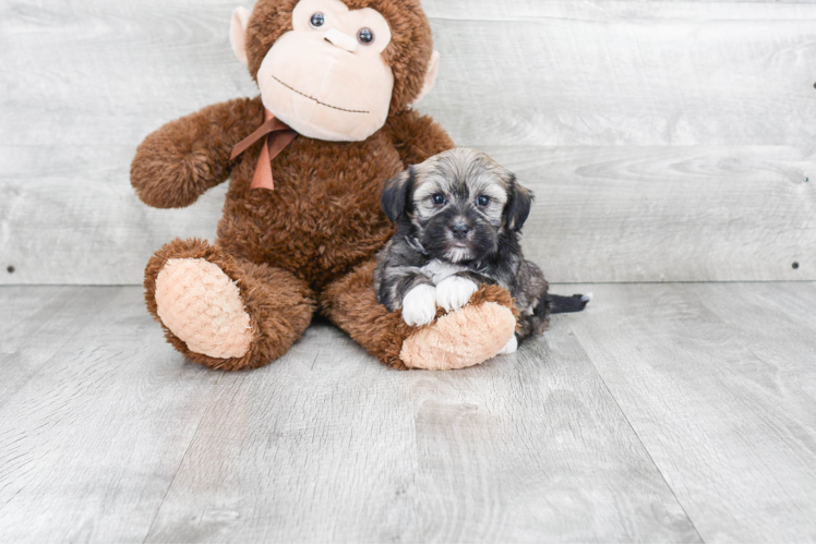 Sweet Havanese Purebred Puppy