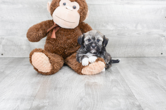 Sweet Havanese Purebred Puppy