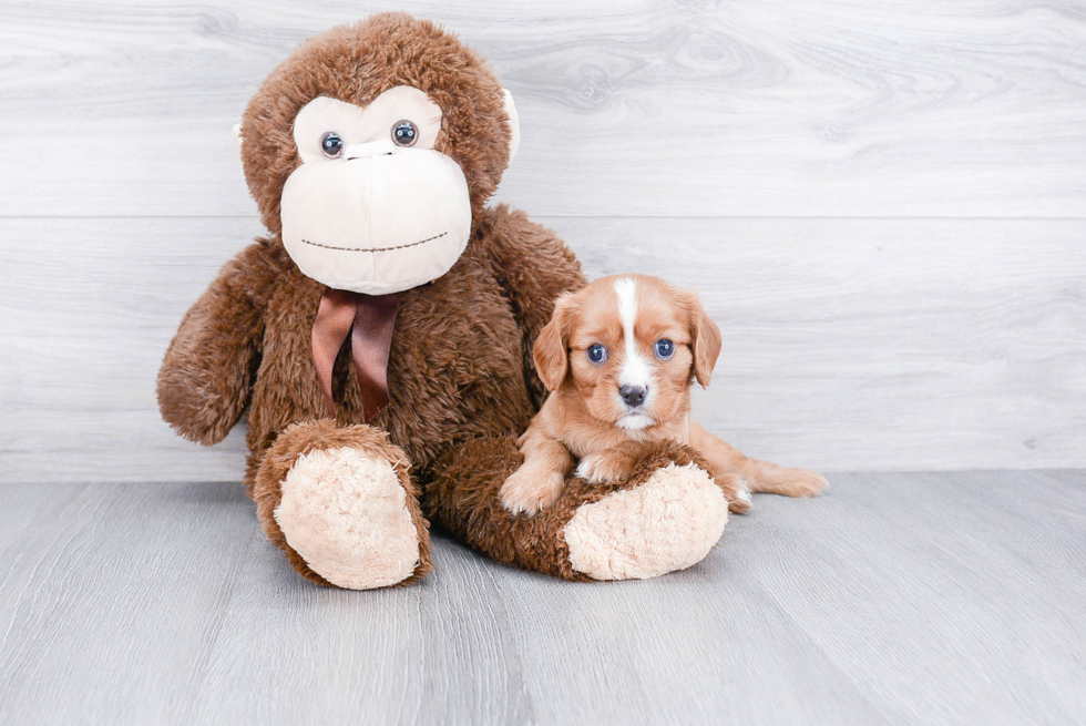 Friendly Cavalier King Charles Spaniel Purebred Pup