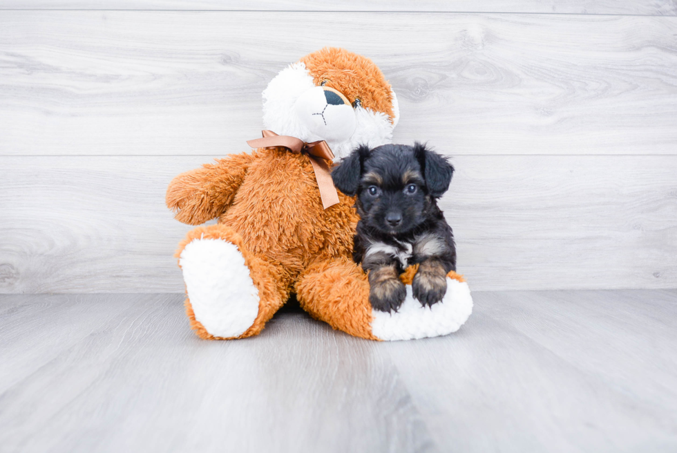 Mini Aussiedoodle Puppy for Adoption