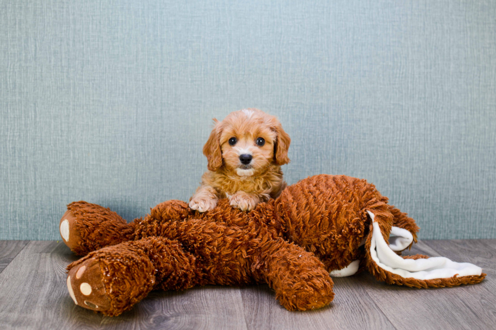 Best Cavapoo Baby