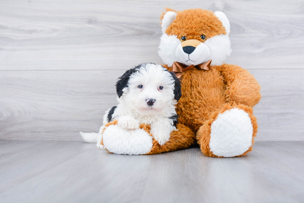 Mini Sheepadoodle Pup Being Cute