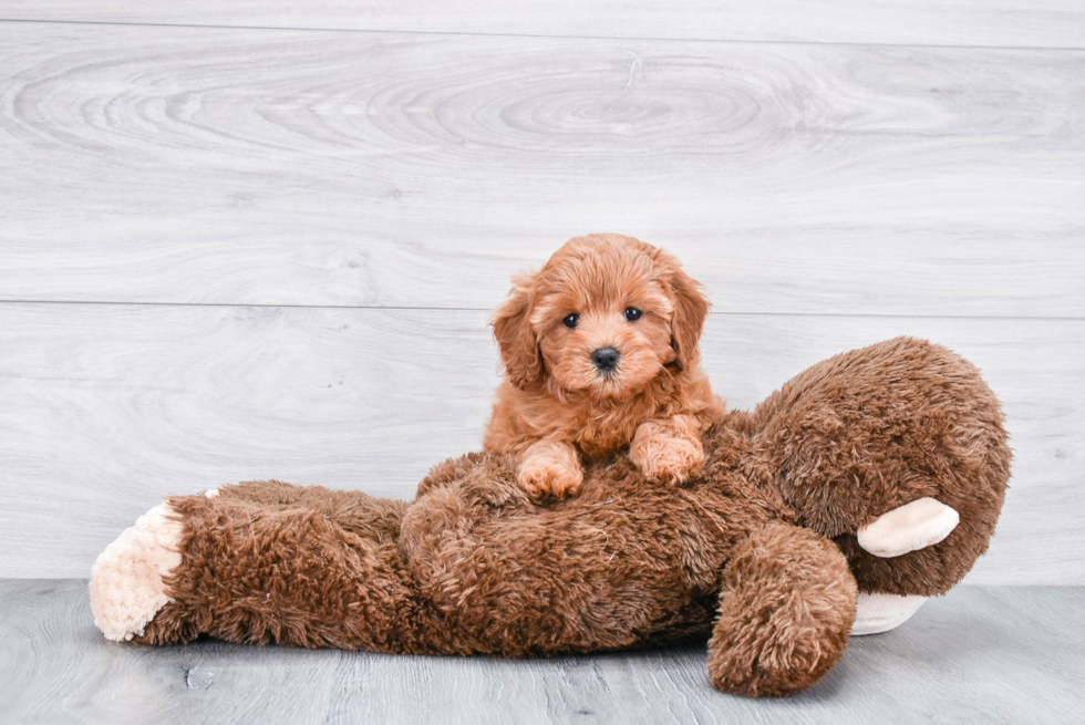 Fluffy Cavapoo Poodle Mix Pup