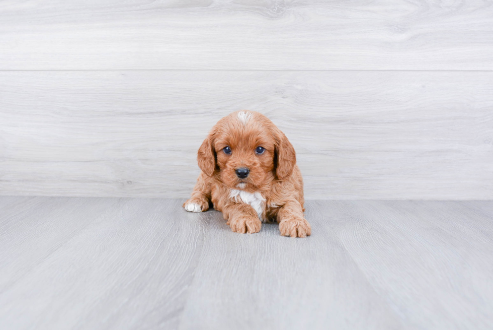 Best Cavapoo Baby