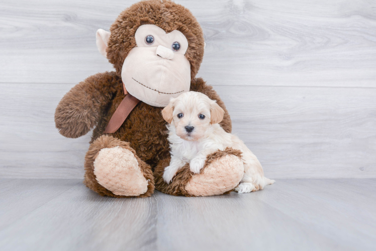 Maltipoo Pup Being Cute