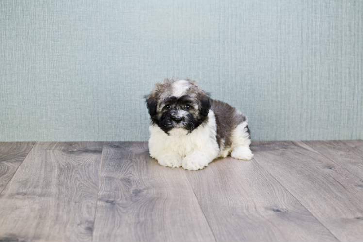 Smart Havanese Purebred Puppy