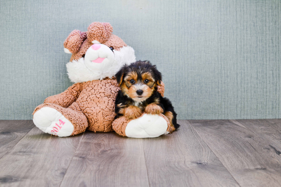 Meet Diddy - our Yorkshire Terrier Puppy Photo 