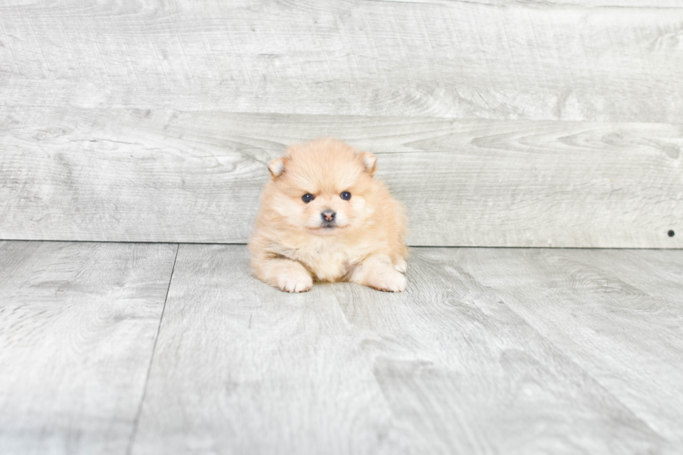 Pomeranian Pup Being Cute