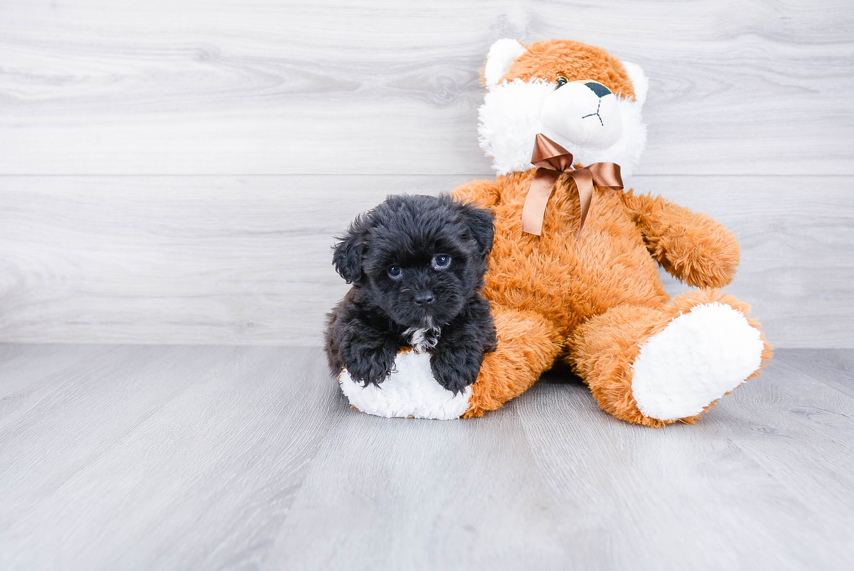 Hypoallergenic Shitzu Designer Puppy