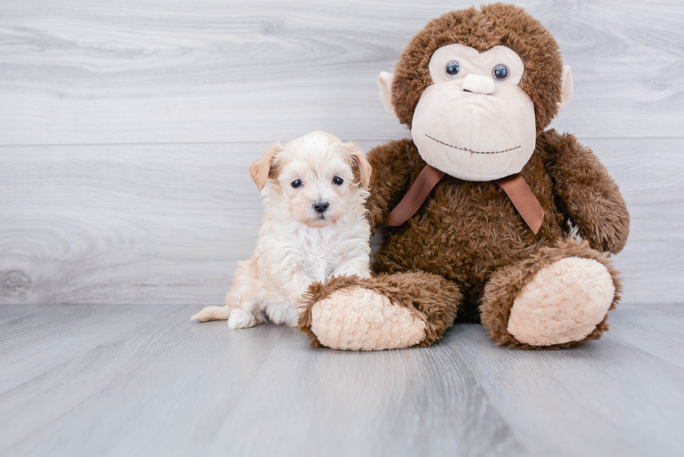 Playful Maltese Poodle Poodle Mix Puppy