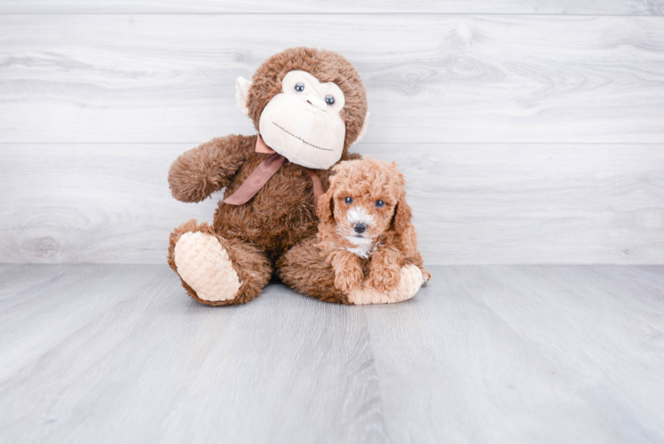 Little Cavoodle Poodle Mix Puppy