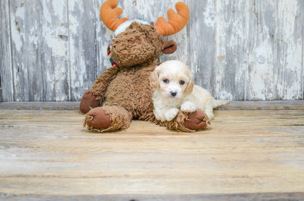 Small Cavachon Baby