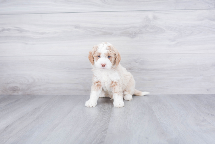 Best Mini Goldendoodle Baby