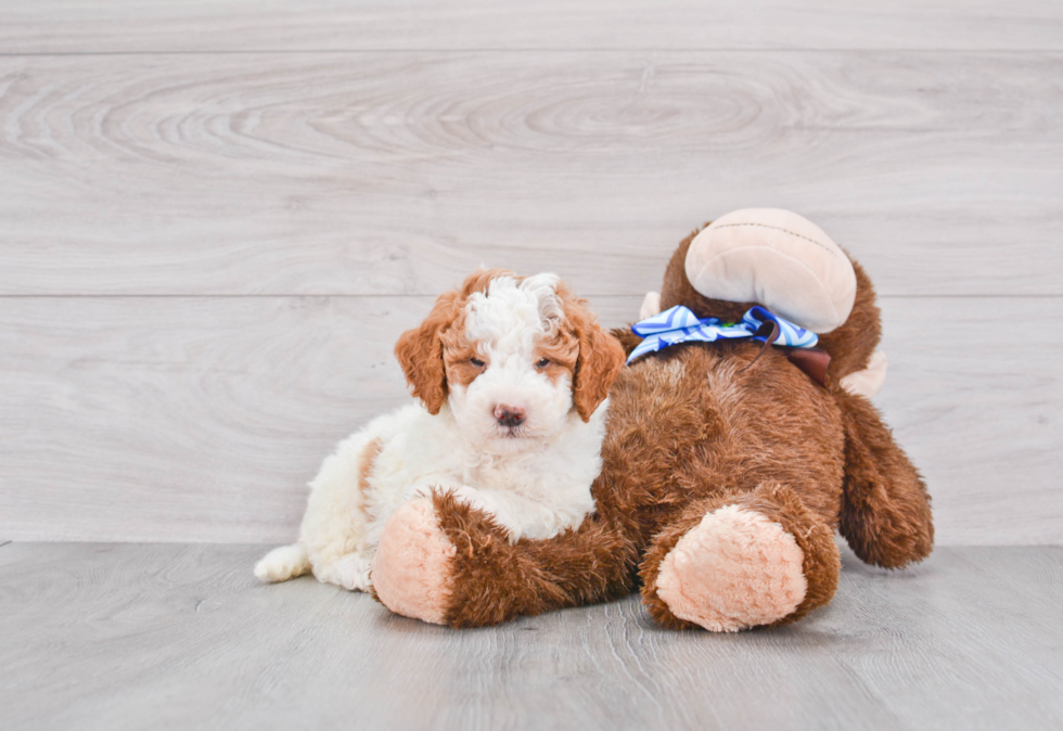 Mini Goldendoodle Puppy for Adoption