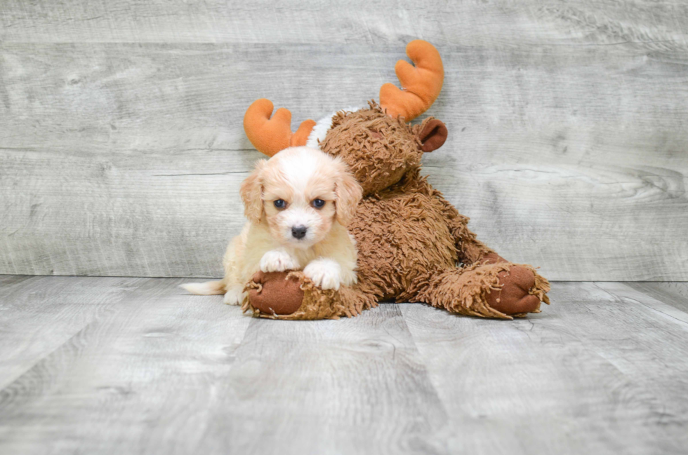 Cavachon Puppy for Adoption