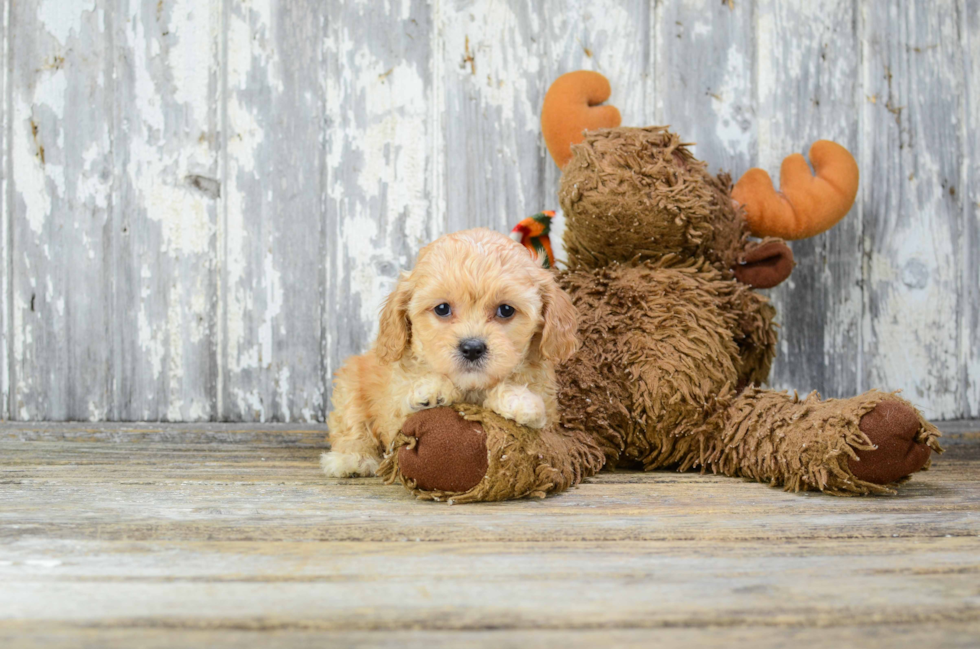 Best Cavapoo Baby