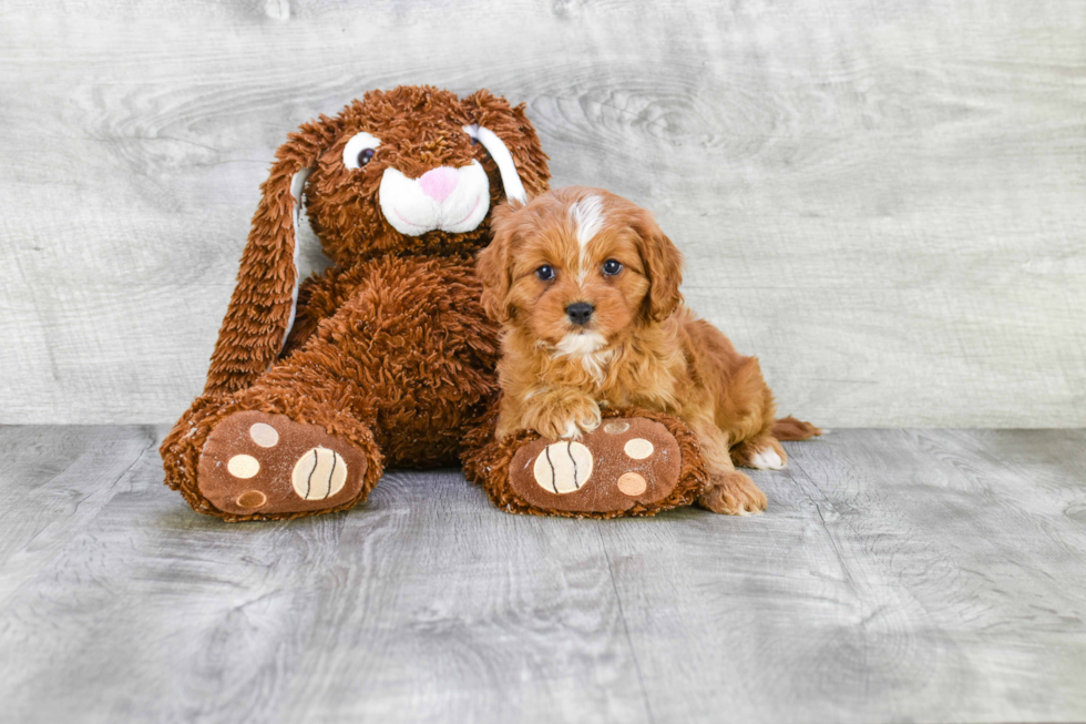 Best Cavapoo Baby