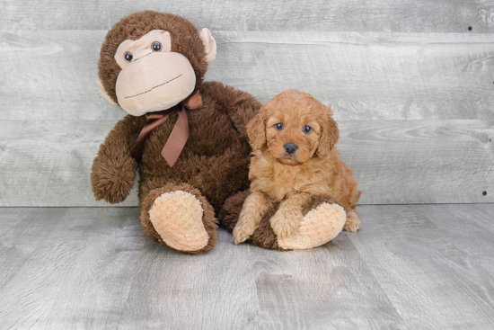 Best Mini Goldendoodle Baby