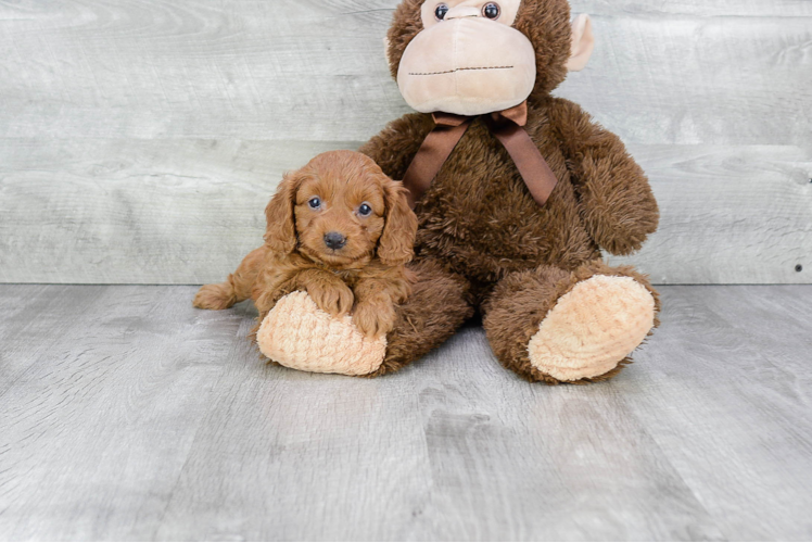 Cavapoo Puppy for Adoption