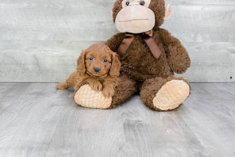 Cavapoo Puppy for Adoption
