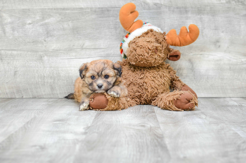 Happy Teddy Bear Baby