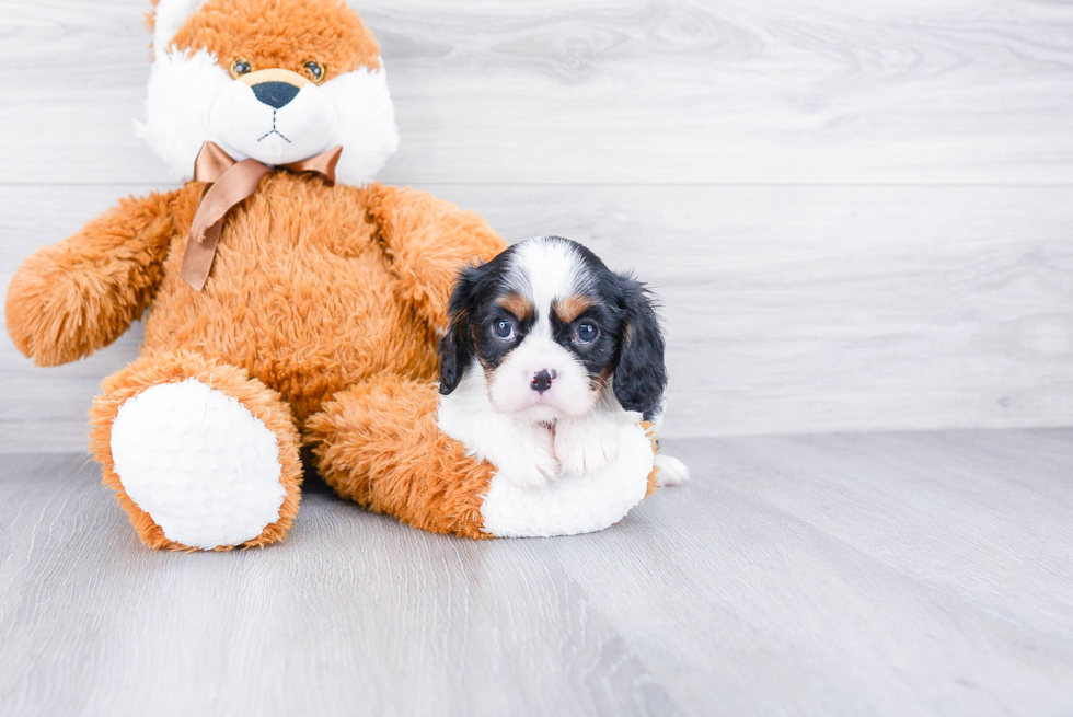 Best Cavalier King Charles Spaniel Baby