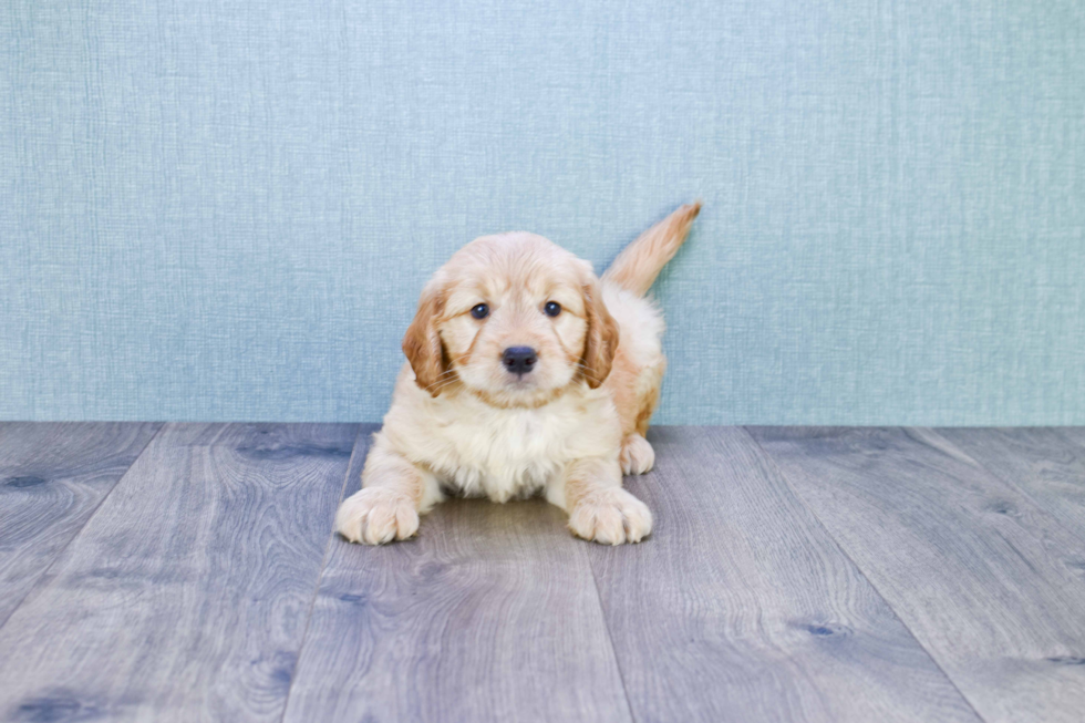 Mini Goldendoodle Pup Being Cute