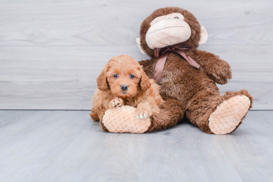 Mini Goldendoodle Puppy for Adoption