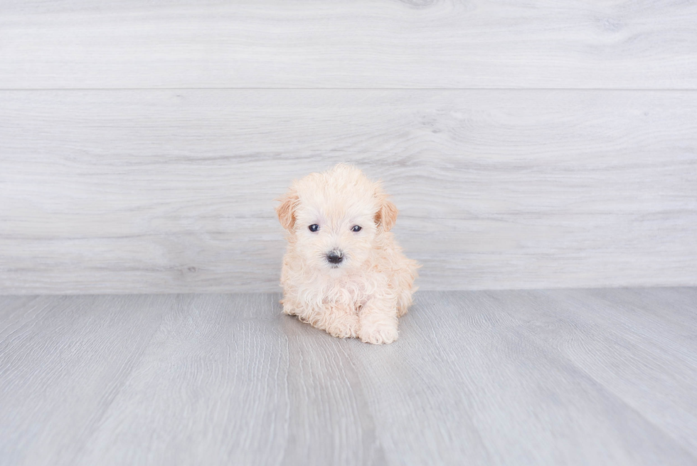 Cute Maltipoo Baby