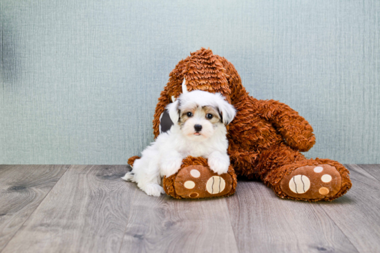 Playful Yorkie Designer Puppy