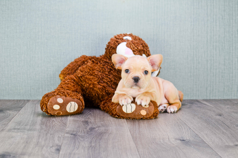 Energetic Frenchie Purebred Puppy