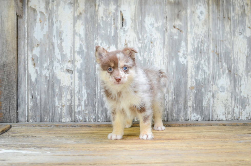 Pomsky Puppy for Adoption