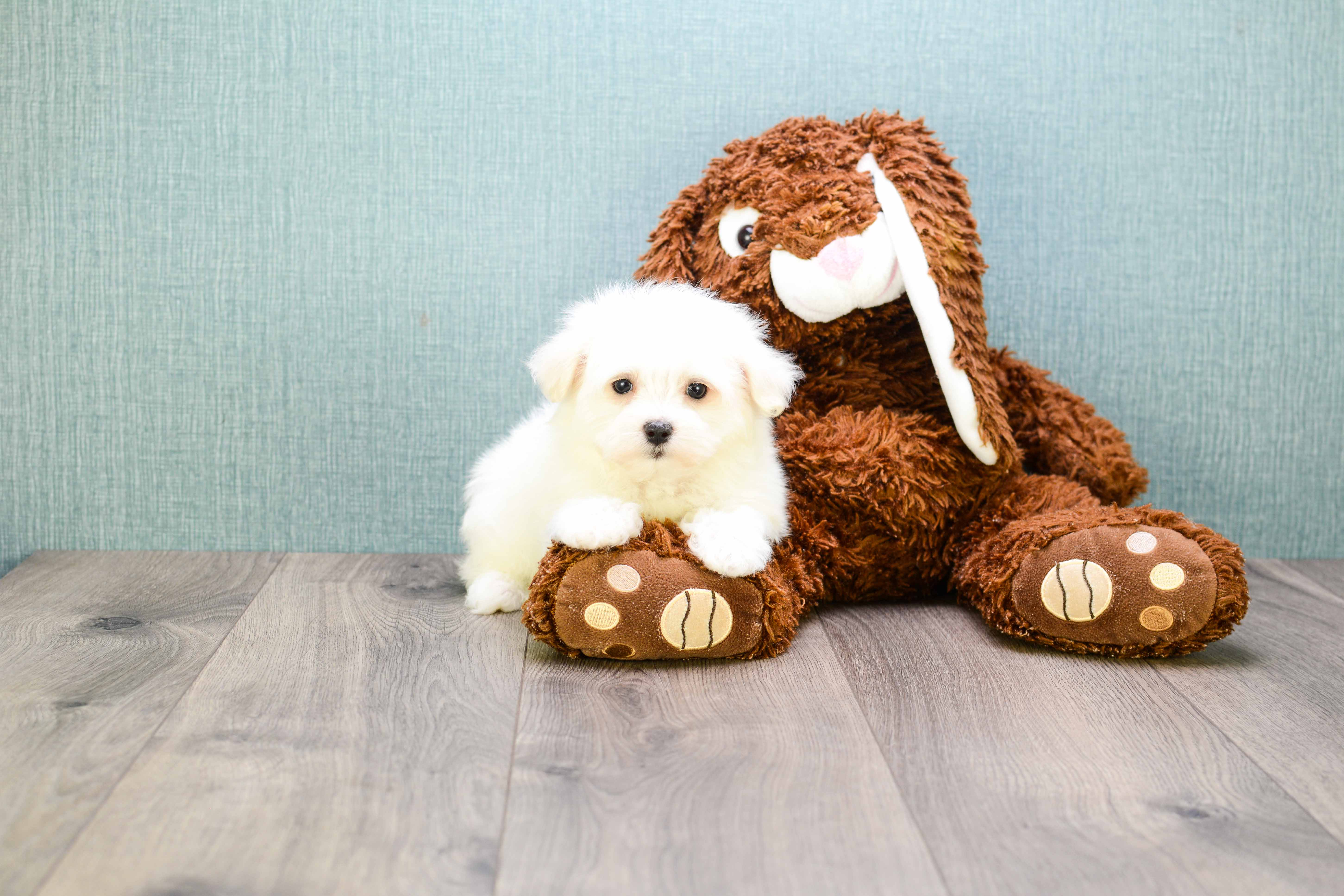 Maltese Pup Being Cute