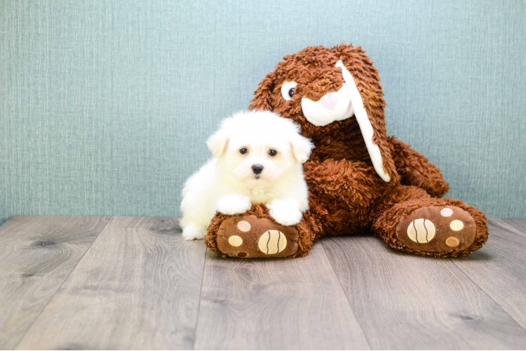 Maltese Pup Being Cute