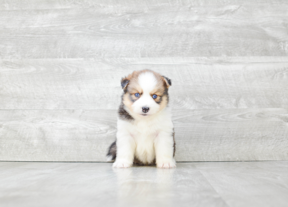 Pomsky Puppy for Adoption