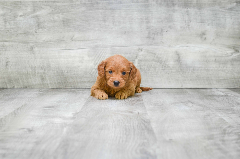 Adorable Golden Retriever Poodle Mix Puppy