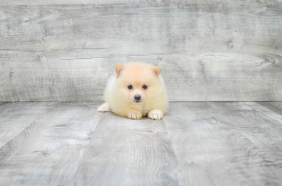 Funny Pomeranian Purebred Pup