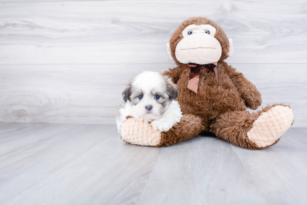 Popular Teddy Bear Designer Pup