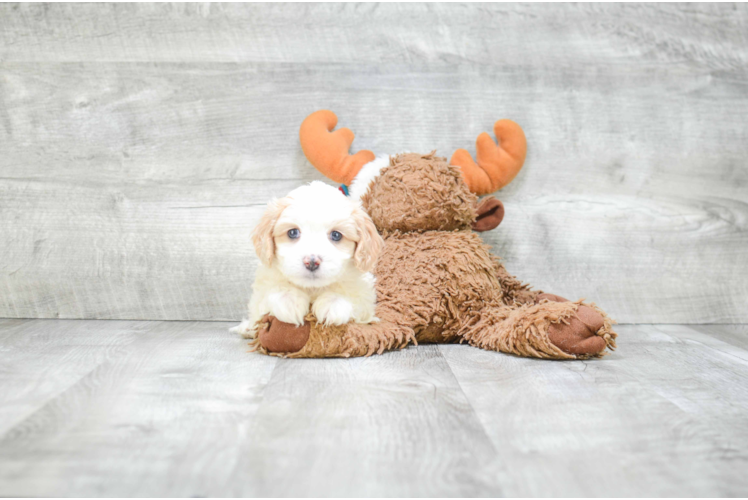 Best Cavachon Baby