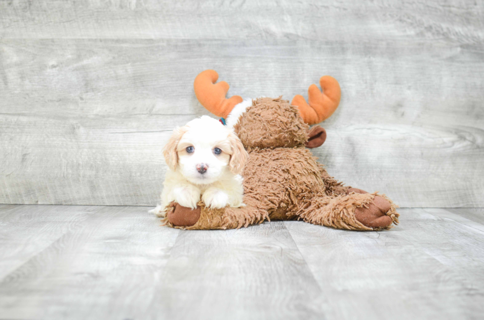 Best Cavachon Baby