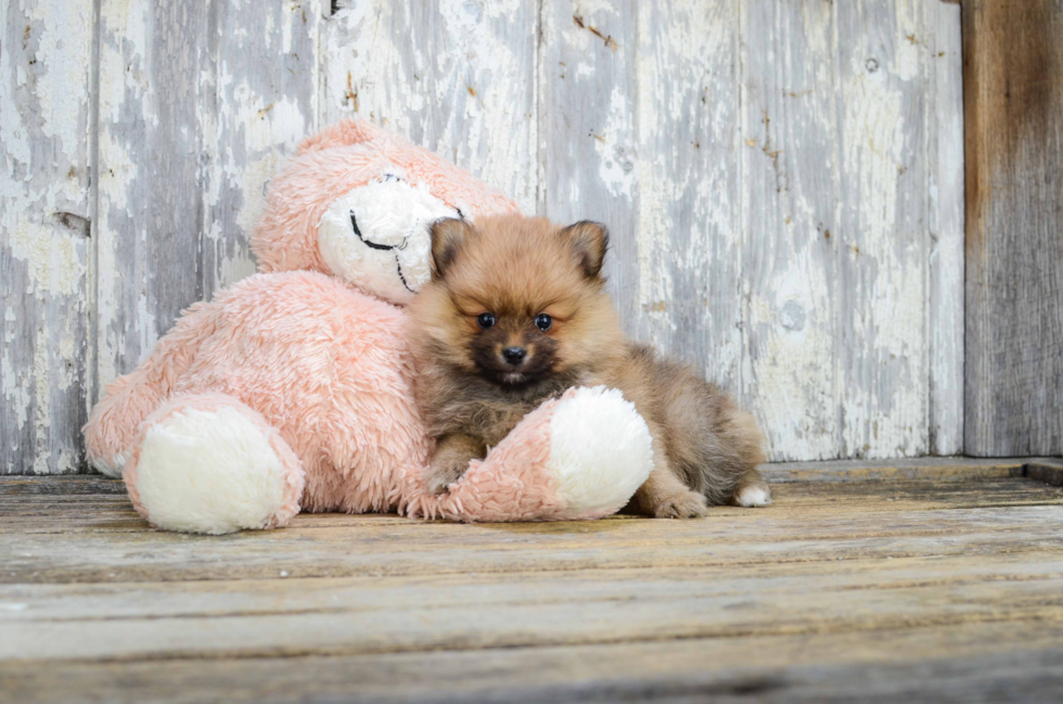 Pomeranian Pup Being Cute