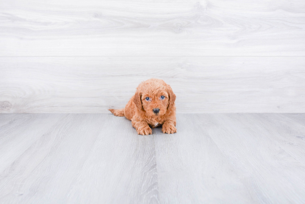 Best Mini Goldendoodle Baby