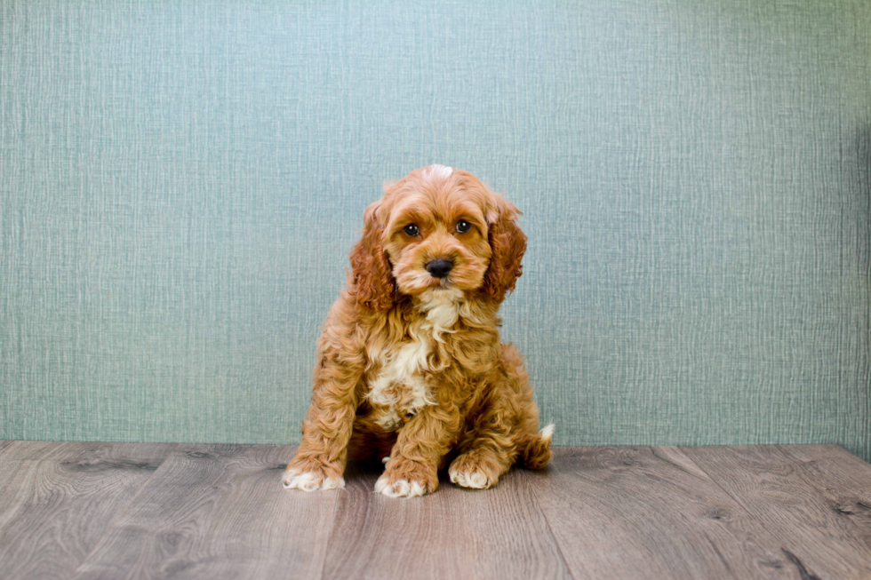 Funny Mini Goldendoodle Poodle Mix Pup