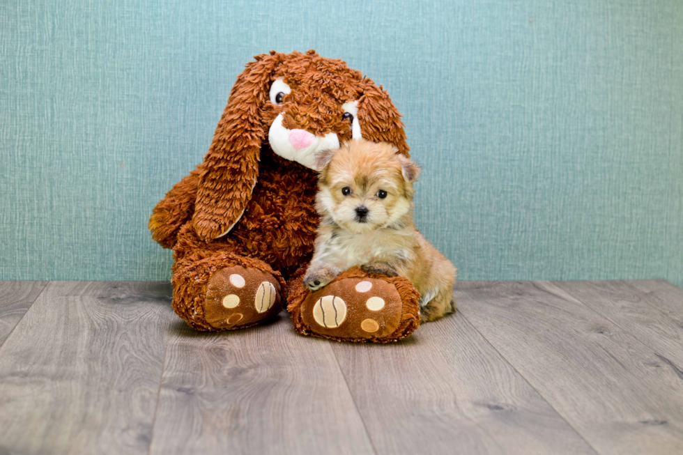 Morkie Pup Being Cute