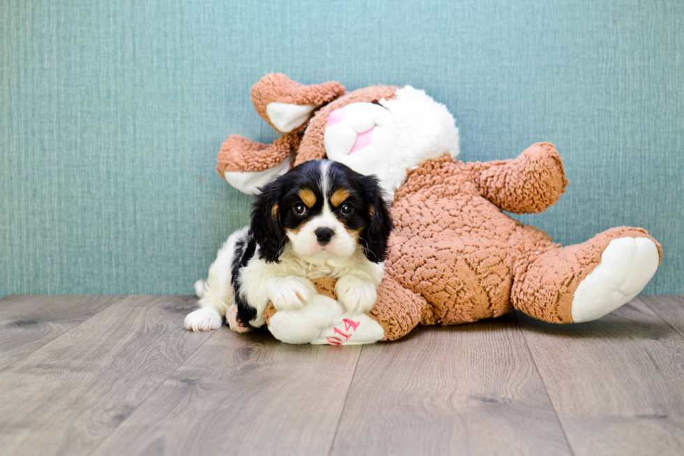 Playful Cavalier King Charles Spaniel Baby