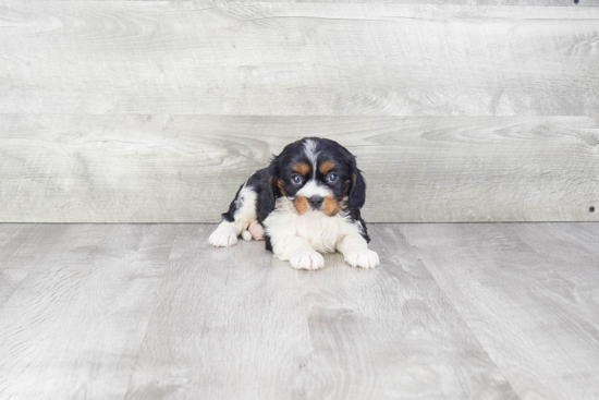 Happy Cavalier King Charles Spaniel Purebred Puppy