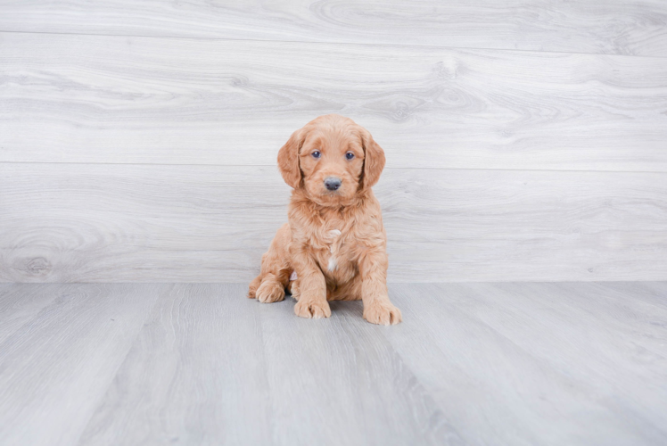 Petite Mini Goldendoodle Poodle Mix Pup